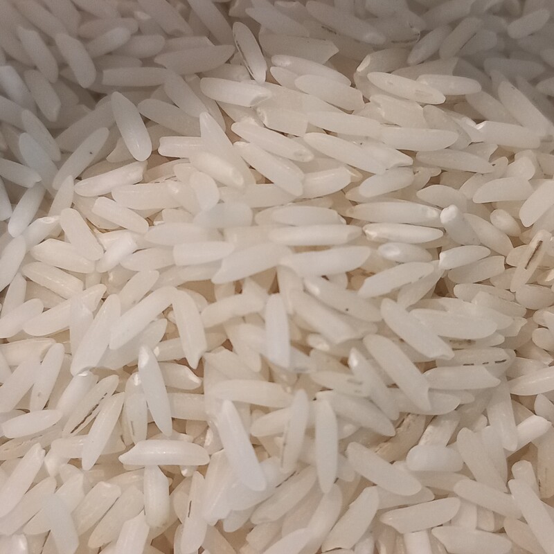 برنج طارم هاشمی  گیلان 
