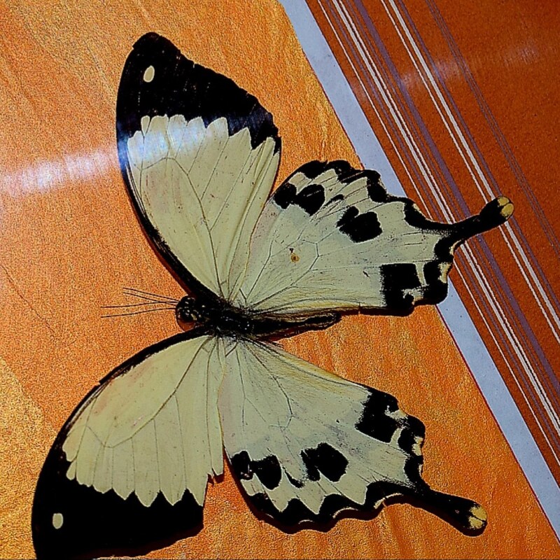 تابلو وان یکاد با پروانه طبیعی و قاب چوبی MDF