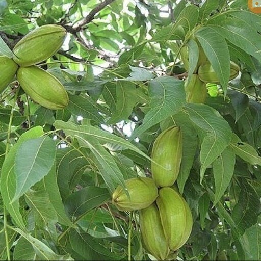 نهال گردو پکان گرمسیری