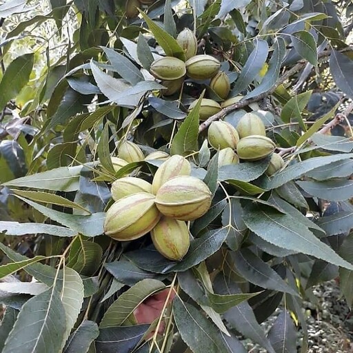 نهال گردو پکان گرمسیری