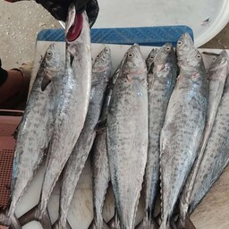 ماهی شیر درشت صید روز دریای بوشهر(پک 5 کیلویی)