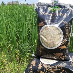 برنج ایرانی دسترنج ( هاشمی گیلان )  پنج کیلوئی 