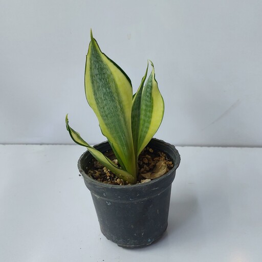 گیاه اپارتمانی سانسوریای پای کوتاه ابلق(sansevieria plant)
