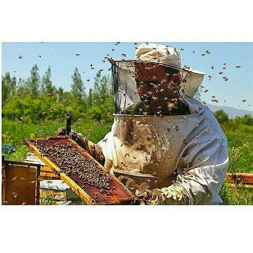 عسل طبیعی آویشن(مستقیم از زنبوردار) 20 تا نیم کیلویی- از دشت لار- کد 34