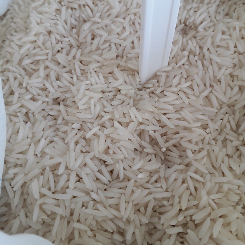 برنج هاشمی مجلسی پارساله