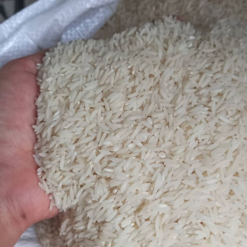 برنج کشت دوم طارم محلی معطر 