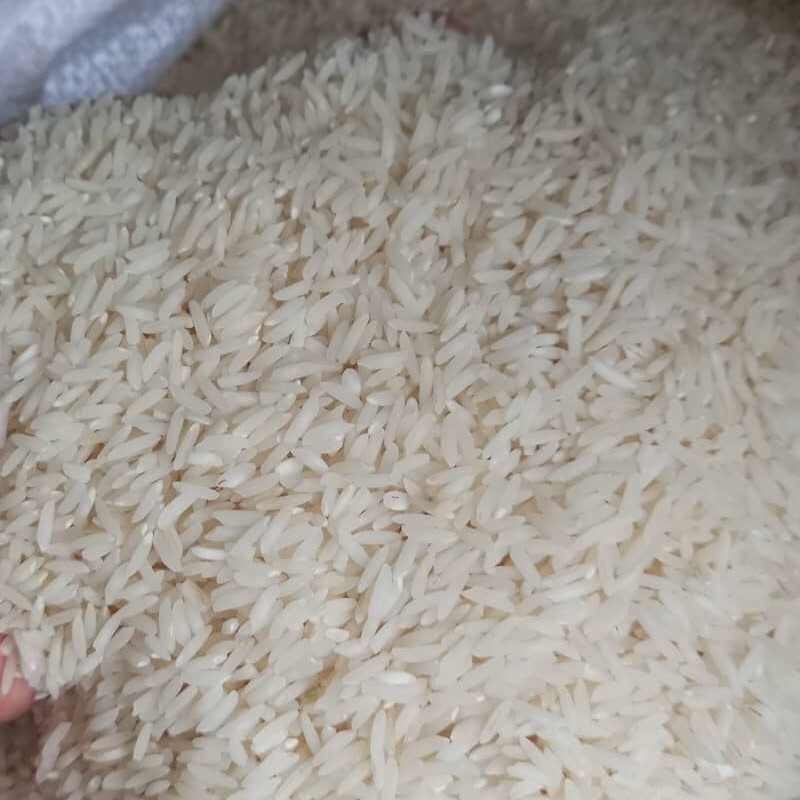 برنج کشت دوم طارم محلی معطر 