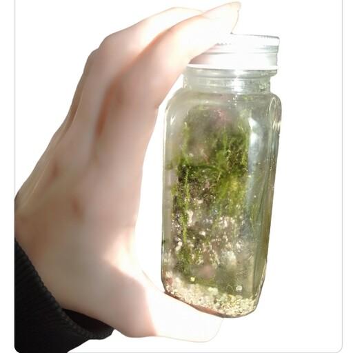 تراریوم موساریوم شیشه ای خزه دارای قابلیت رشد سبزه عید لاکچری