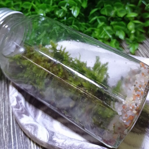 تراریوم موساریوم شیشه ای خزه دارای قابلیت رشد سبزه عید لاکچری