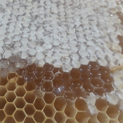 قاب عسل گون و چند گیاه طبیعی  در بسته بندی های یک کیلویی