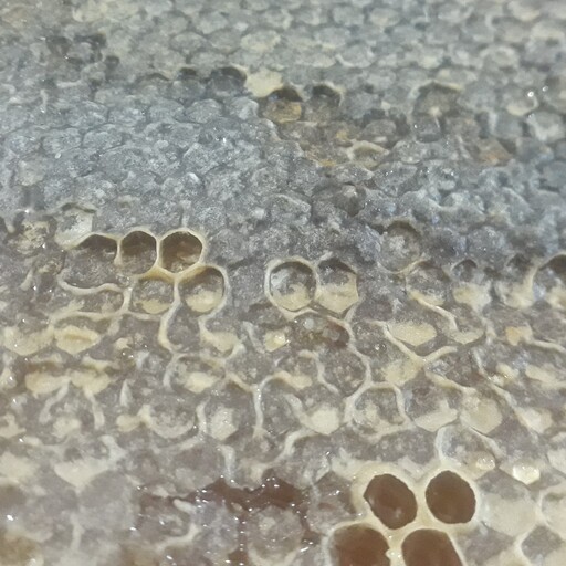 قاب عسل گون و چند گیاه طبیعی  در بسته بندی های یک کیلویی
