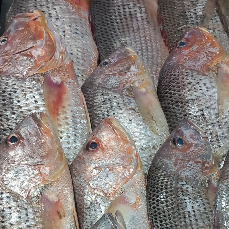ماهی سرخو اصلی