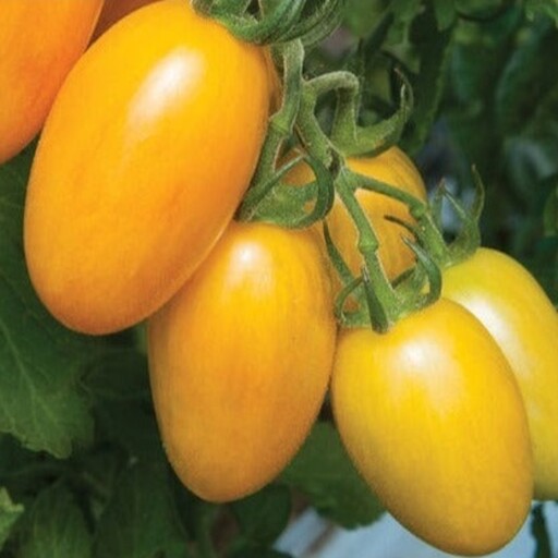 بذر گوجه زیتونی زرد هیبرید15عددی