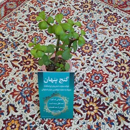 کتاب گنج پنهان4،کتاب صلوات ابوالحسن ضراب اصفهانی،بسته100عددی