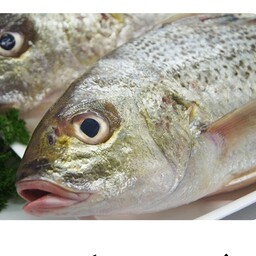  ماهی سنگسر طلایی جنوب