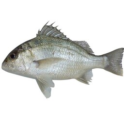 ماهی سنگسر خاکستری یا لب شتری
