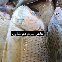 ماهی سرخو دم طلا صید روز قشم قیمت به روز
