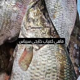 ماهی سیباس قشم قیمت ب روز