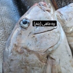 ماهی بره  (ینم) صید روز قشم قیمت ب روز