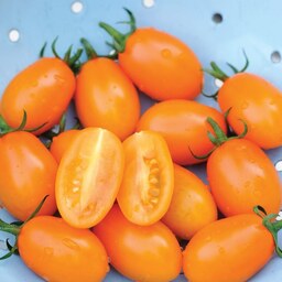  بذر گوجه فرنگی تخم مرغی نارنجی بسته 10 عددی 