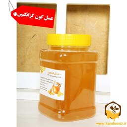   عسل گون 500 گرمی (بدون ساکارز)