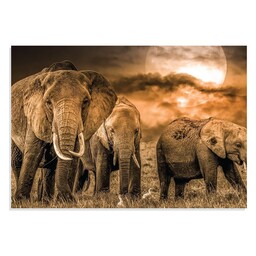 پوستر  طرح حیوانات - خانواده فیل ها Elephant Family مدل NV0908