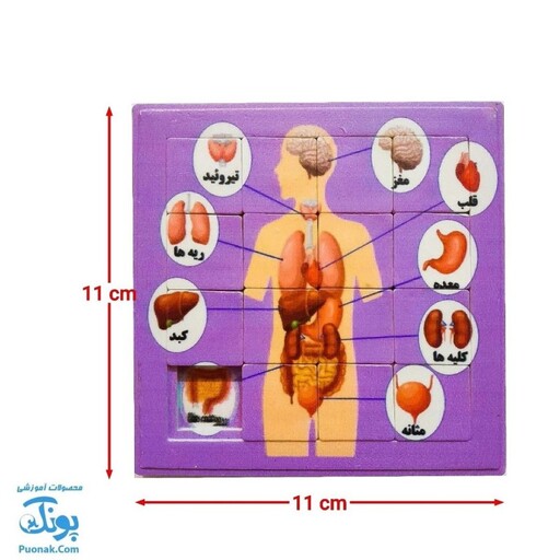 پازل کشویی جدول هوش آناتومی اعضای بدن انسان رنگ دخترانه مدل کفشدوزک