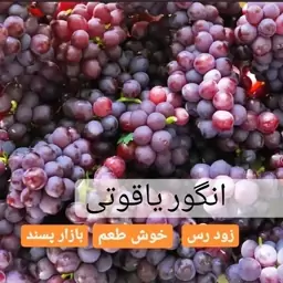 نهال انگور یاقوتی