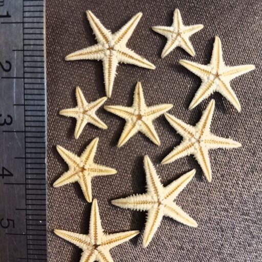  پک  سه عددی ستاره دریایی طبیعی اندازه حدودا یک تا دو سانت