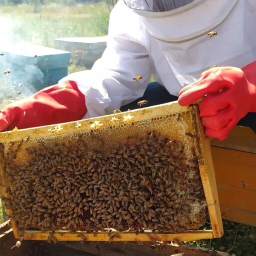 عسل جنگلی با ساکاروز زیر نیم درصد وزن خالص یک کیلو گرم 