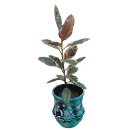 گیاه فیکوس یاقوتی به همراه گلدان پتینه ارتفاع یک متر و ده سانتی متر (هزینه ارسال پس کرایه بهعده مشتری)