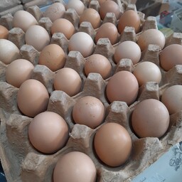 تخم مرغ محلی 