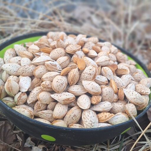 بادام محب پوست کاغذی   1000گرمی تازه و امسالی