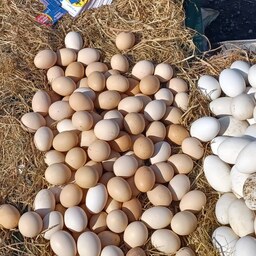 تخم مرغ محلی شمال بسته بندی های 30 عددی
