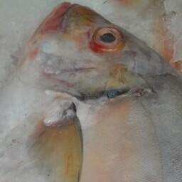 ماهی گیش سفید