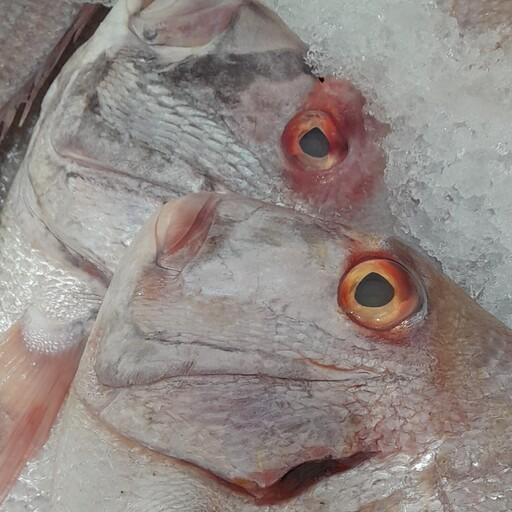 ماهی شانک صورتی 