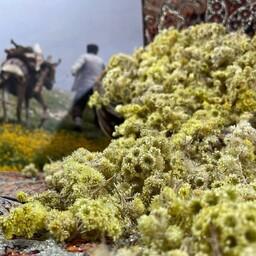گل افسنتین (یک کیلویی)بصورت کاملا طبیعی از دل کوهستان شاهرود خلخال