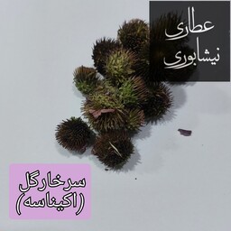 سرخارگل اصلی . اکیناسه