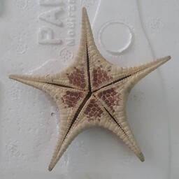 ستاره عمانی 