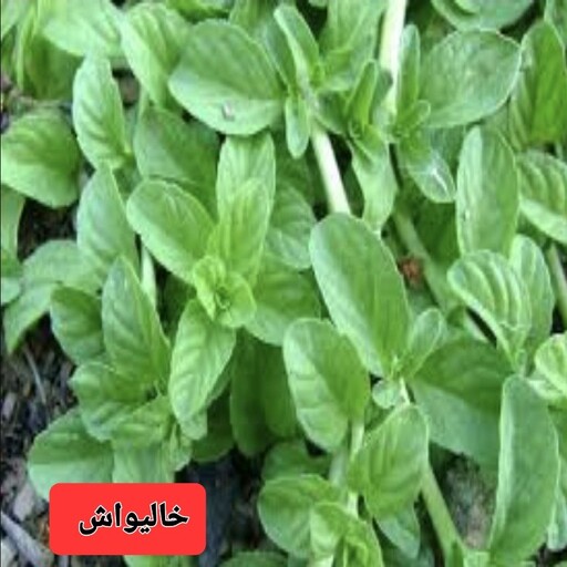 نمک سبز(دَلار)  400 گرم، تازه، خوش عطر  و خوش طعم دارای خاصیت ضد نفخ