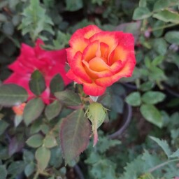گل رز هفت رنگ 