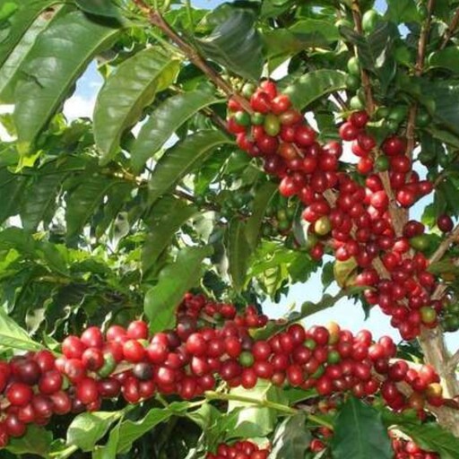 بذر قهوه عربیکا  (یک عدد )