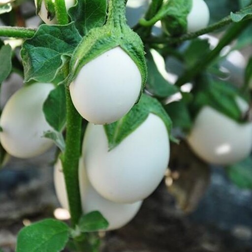 بذر بادمجان سفید تخم مرغی (یک عدد )