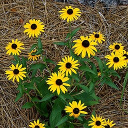 بذر کوکب کوهی زرد  (5عدد )