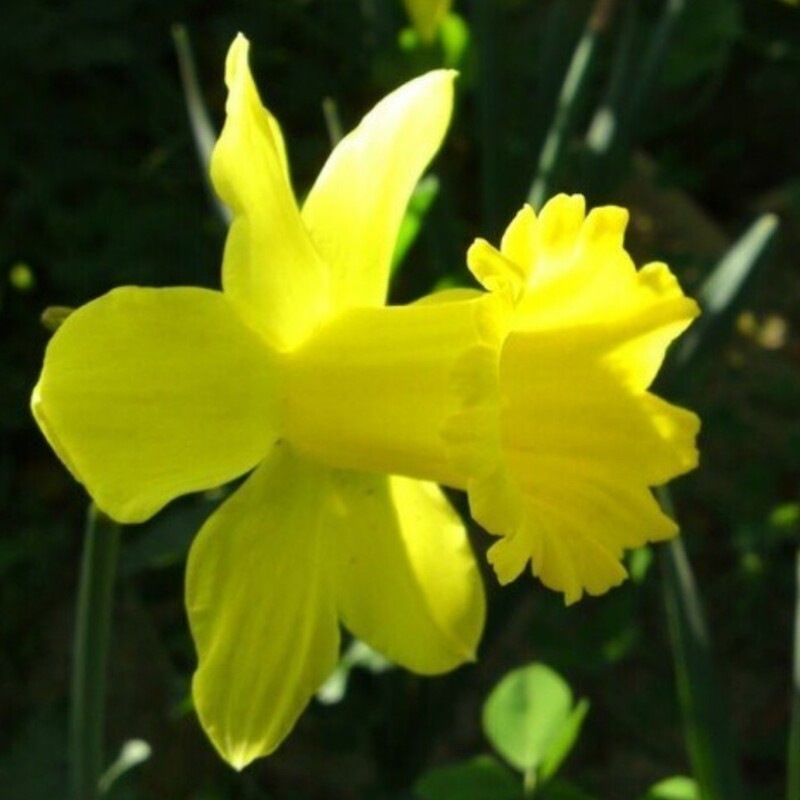 پیاز گل نرگس ژانکی  هلندی زرد (یک عدد )