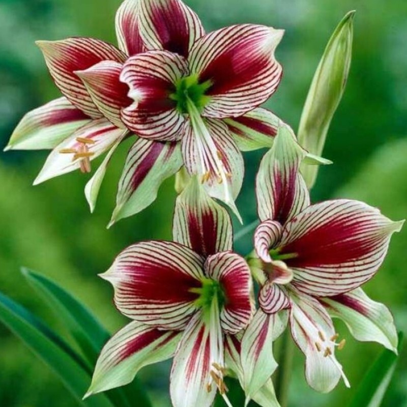 پیاز گل آماریلیس پروانه ای (یک عدد )
