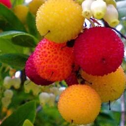 بذر توت فرنگی درختی آربوزیا (یک عدد )