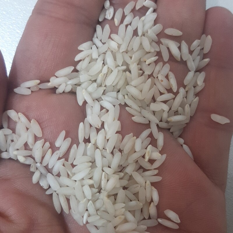 برنج عنبربو درجه یک شوشتر(جنوب)بسیار خوش عطروبو وخوش پخت با ضمانت مرجوع .برنج صادراتی برنج عنبربو نوین