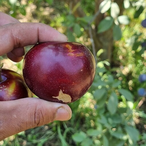 نهال آلو اختری آلوی گوشتی پربار  گرد و میان رس با 