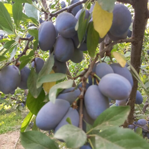 نهال آلو بخارا بهترین آلو جهت خشکباری و استفاده در  غذا 